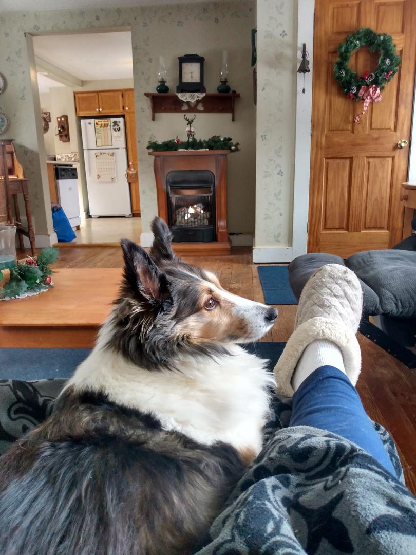 Watching James Bond with the pups on a snowy day.