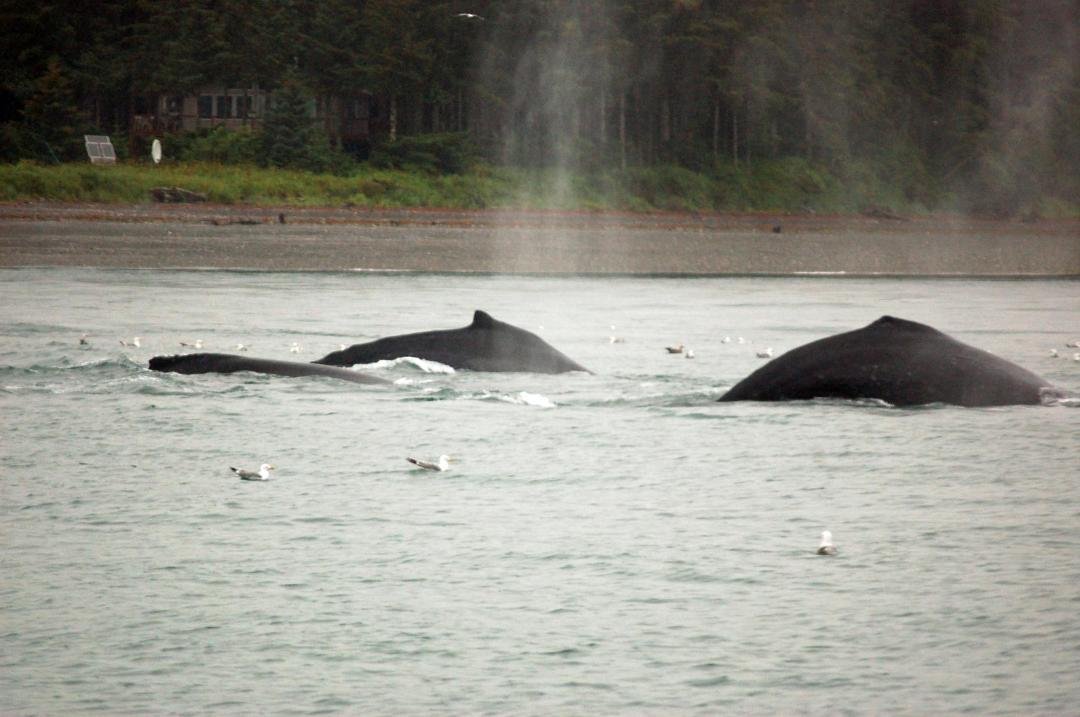 Whale Watching