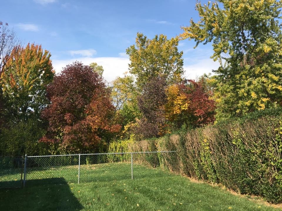 A beautiful fall day in North Randall, Ohio. A view from my patio!