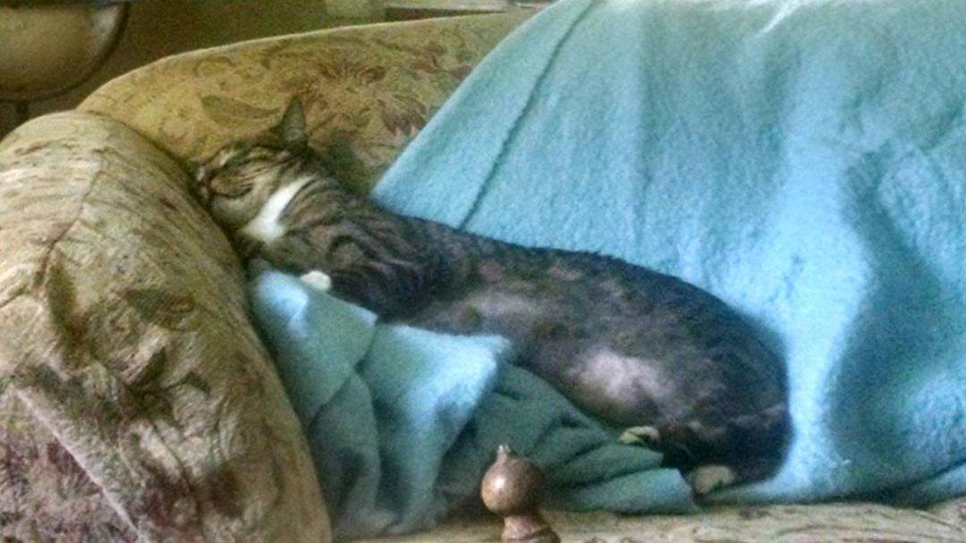 I think Sinbad is taking more than just a cat nap.