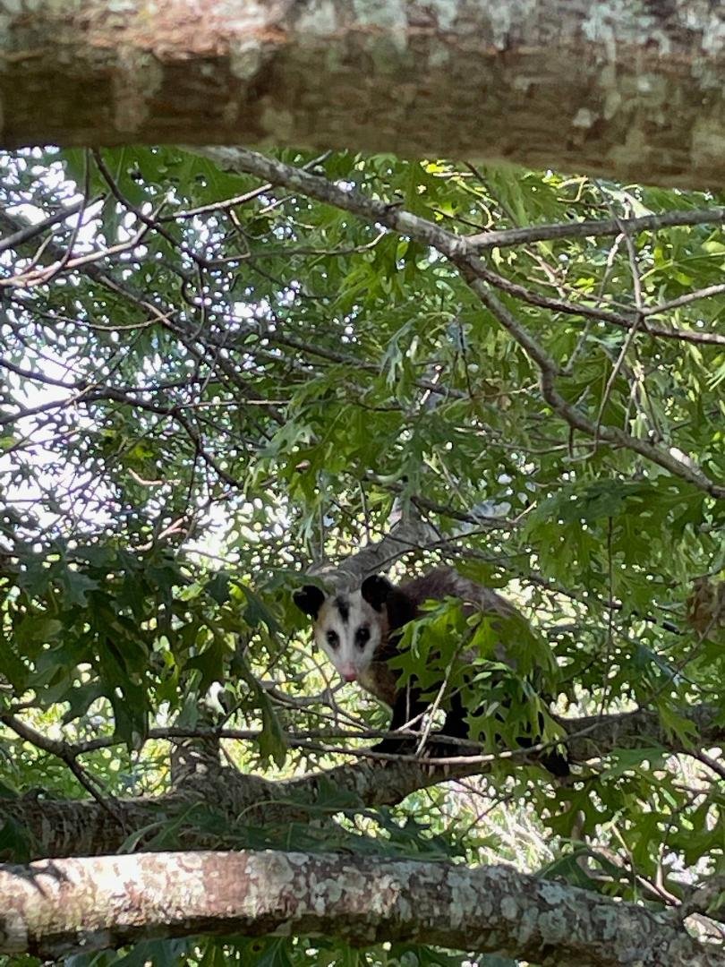 New critter in my back yard that will probably drive my dogs nuts, just standing under the tree keeping an eye on it,