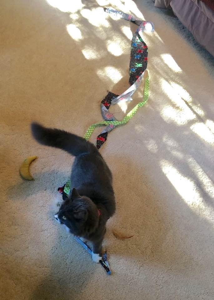 Edsel likes to pass time during the wee hours of the night bringing textiles from the basement to the second floor bedroom. Usually small towels or tee shirts. 5 to 10 on good nights. Last night he found some long strips