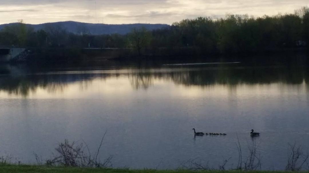 Morning on the Mohawk River with Canadian geese and goslings. 5/7/2016, 7:20am