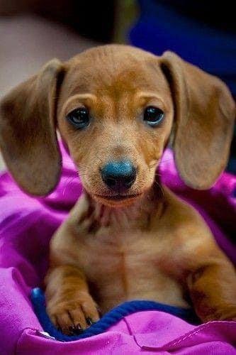 Stinking FB wouldn’t let me share this! This pup is so cute I had to copy and paste!