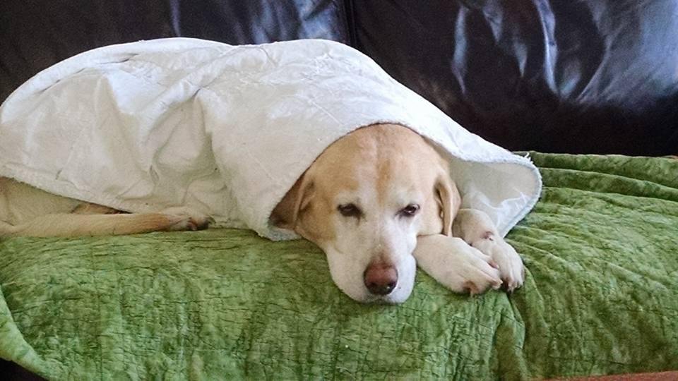 She loves to be covered up, especially, after returning from a very chilly walk on snow and ice!!!