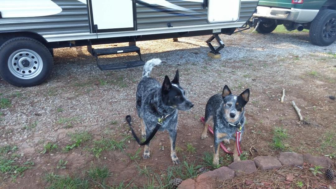 Bandit and Beauty camping at KOA Gaffney