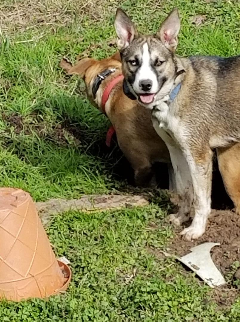 Missing I'm 95% sure she was picked up by a newer style white van west bound on hwy 63  Between Jasper and Zavalla 1 mile west of the Boykin Springs turn off at apx 11am 2/5/2020 if you see her please let me know.
Please Sh