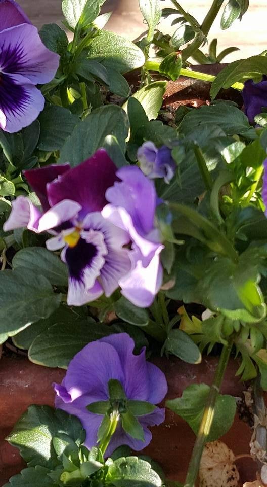 Judy Linderman's album, Mobile Uploads