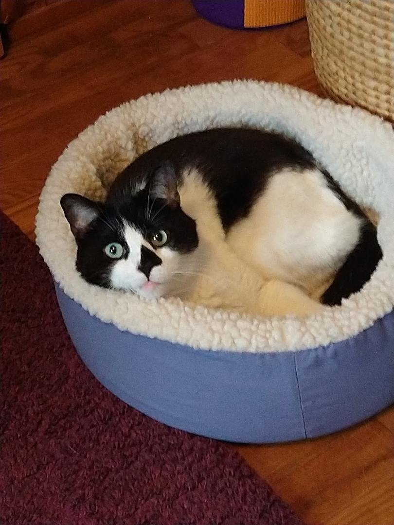 Pekah-Boo in the dog bed.