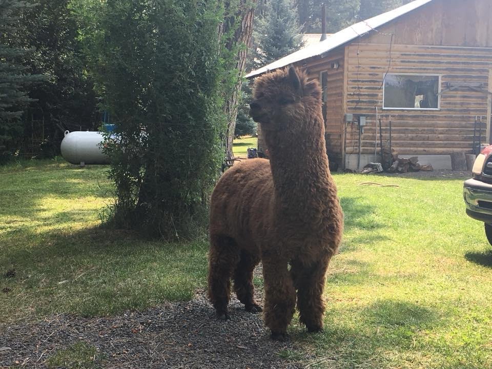 Our morning visitor while camping with Gideon & Malachi
