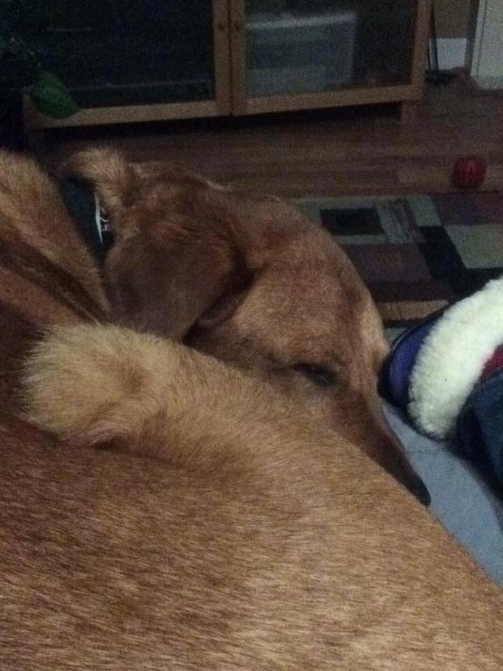 Here is my lap dog sharing my chair