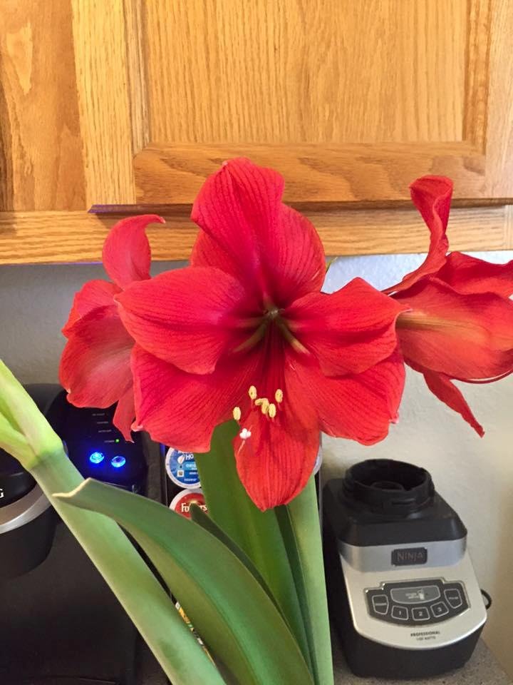 Julia Marvin's album, Mobile Uploads