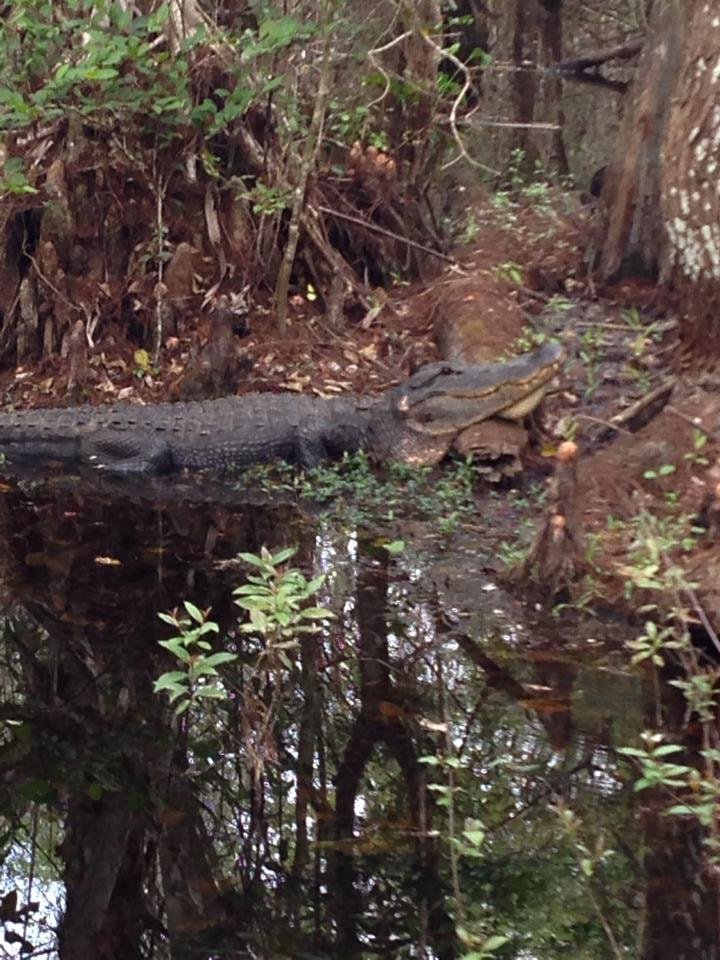 Went alligator hunting today
