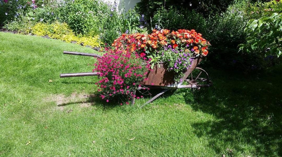 Our antique wheelbarrow flowers over.