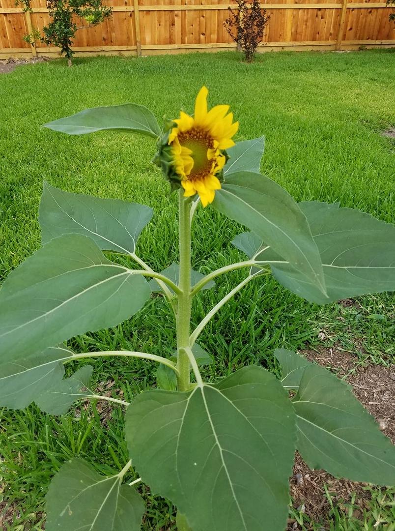 My one, lonesome sunflower began to open up yesterday morning. All the cloud cover that made for such a cooler day evidently confused it. It faced east all day. Maybe better luck this morning as the sun is shining. Very tha
