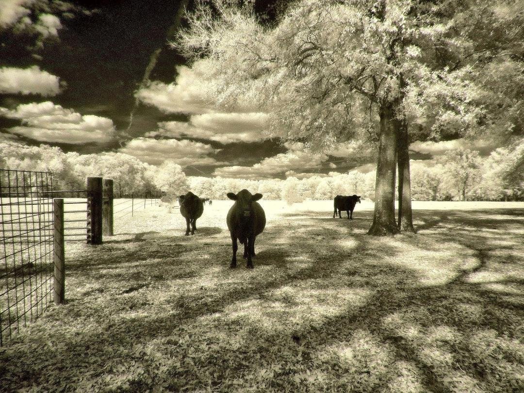 When the Cows come Home....
