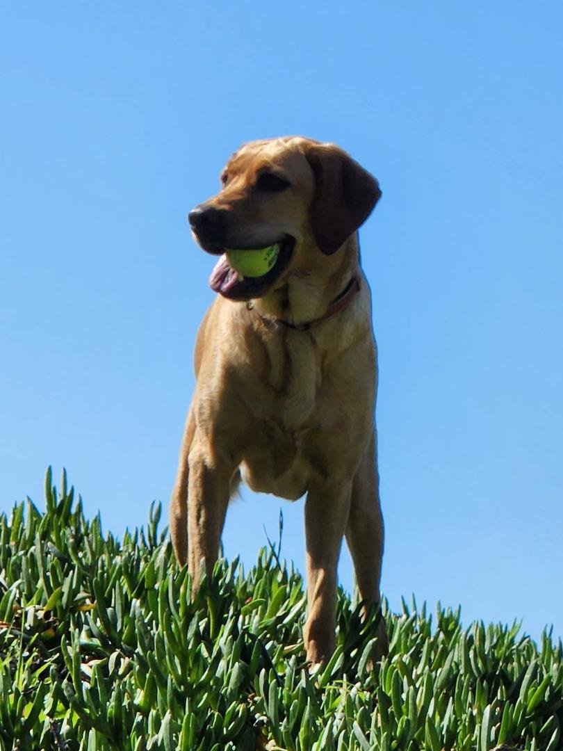 Happy National Dogs Day!!