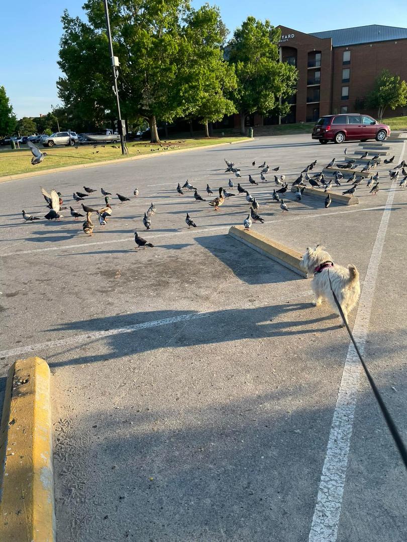 Miss Maggie checking out the pigeons.