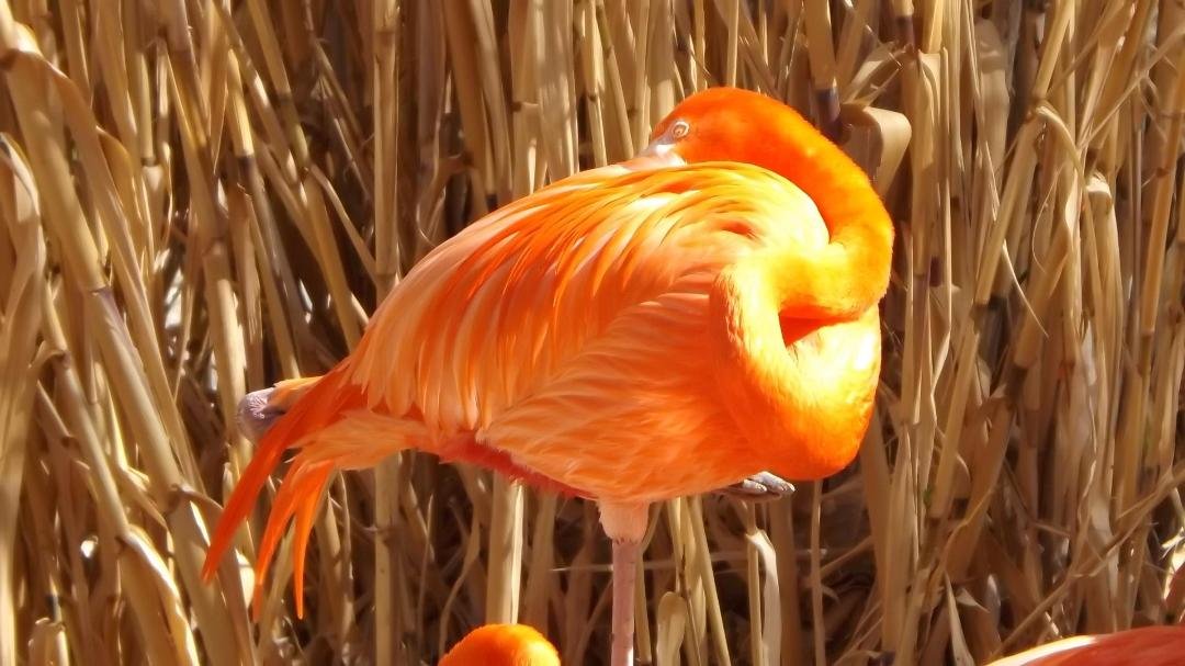 James H. Devall's album, ABQ Bio Zoo
