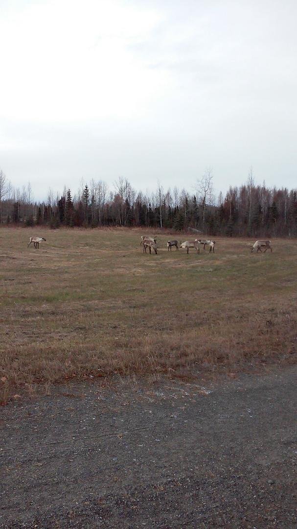 Caribou on the property in Alaska.