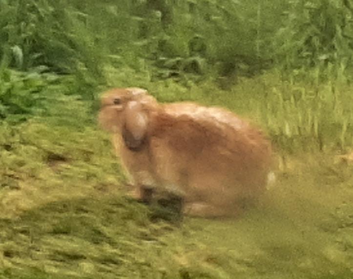 Went to the track (barn area) this morning, during morning work-outs, but there weren't too many horses working out this morning, due to a fairly heavy rainfall.  BUT... I did manage to get a photo of this track leader... r