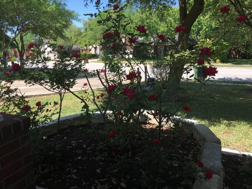 Looking thru roses down Arnie Lane in Round Rock, Texas