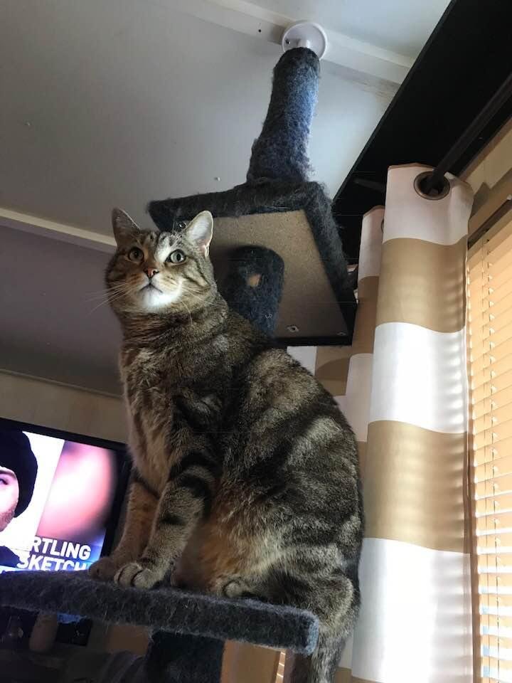Jack the Bastard on his throne!!