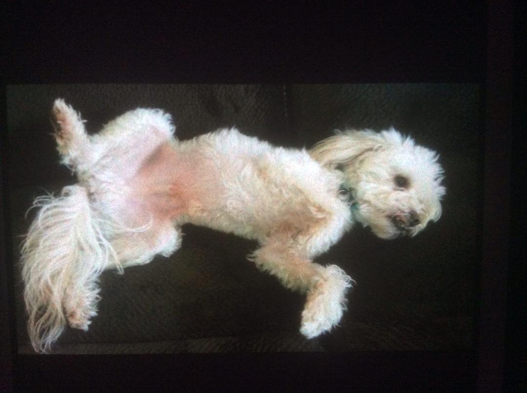 This little guy needs a forever home. 4 years old Male his name is Moe , thought he had a forever home but did not work out.