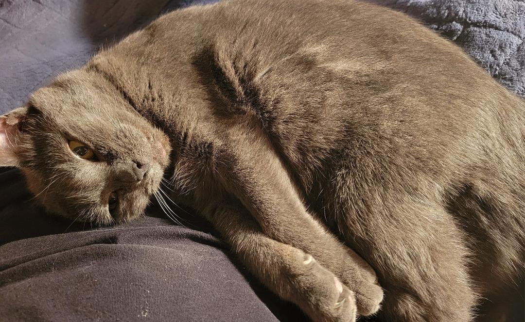 #HappyKitty #ComfyKitty