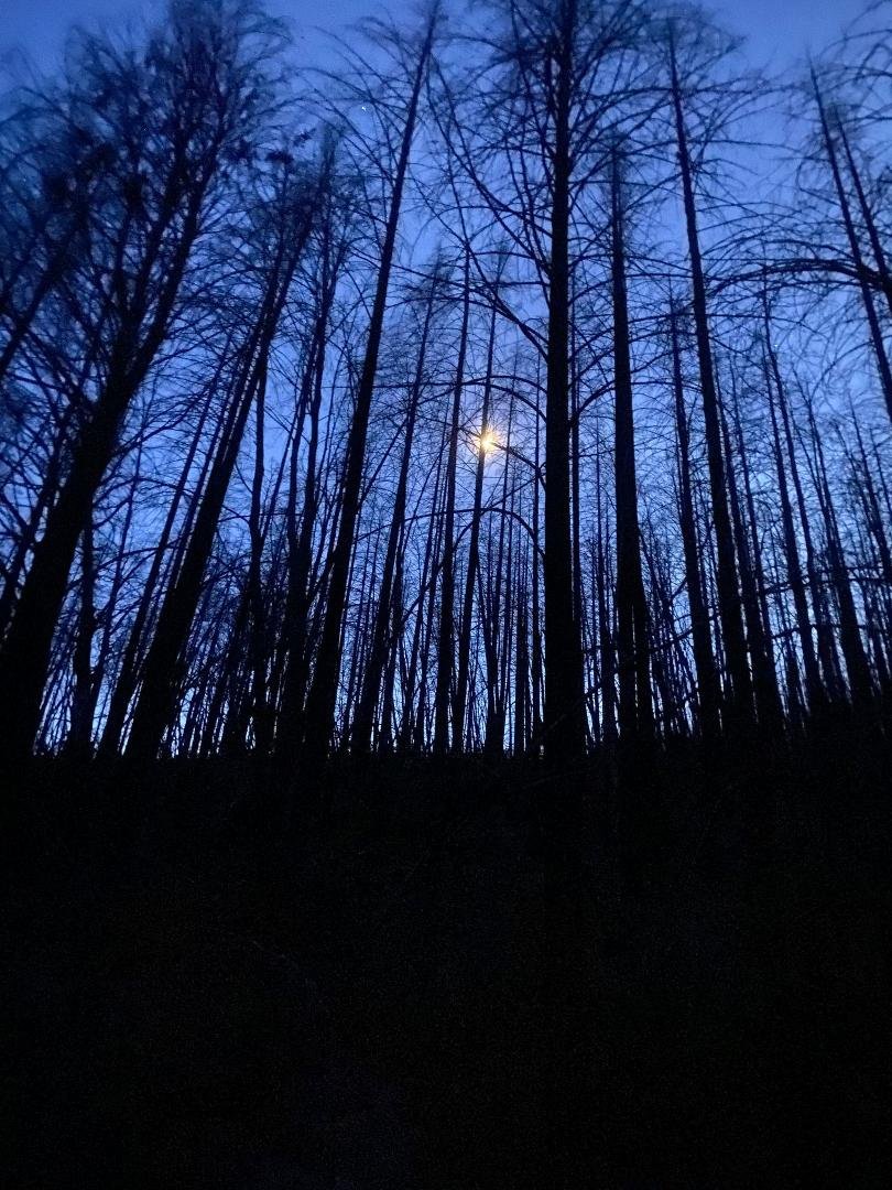 A beautiful night Mushroom hunting in the pacific north west . Thank you God