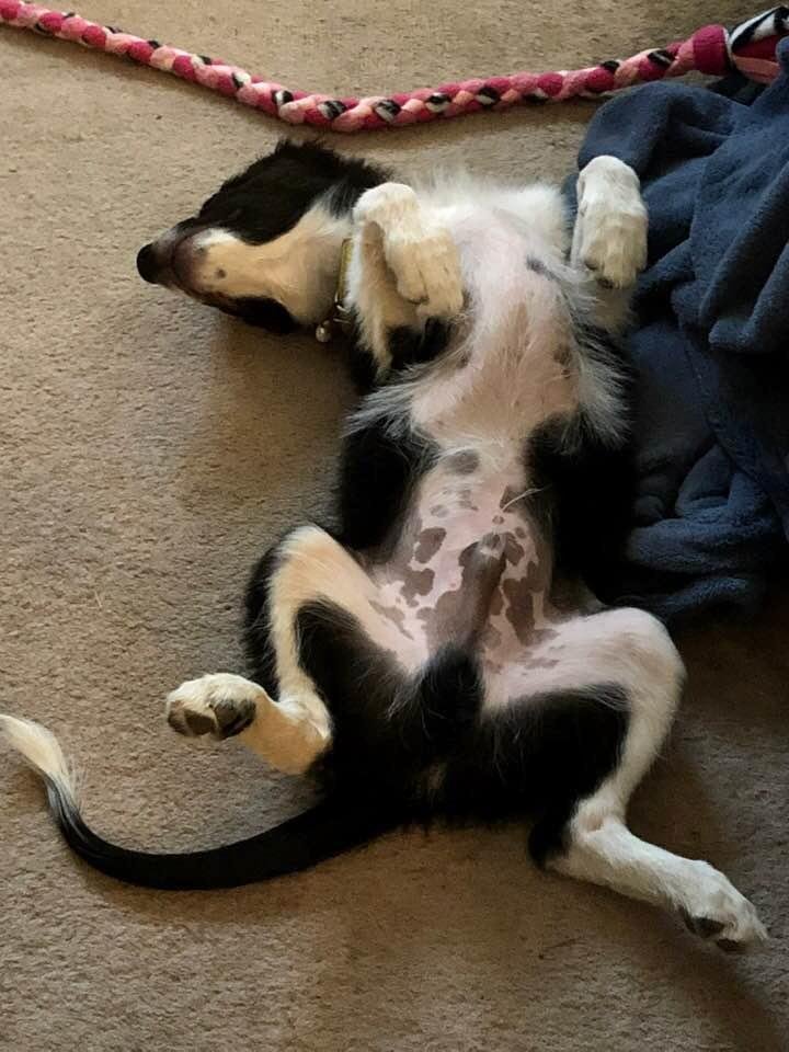 Denali napping