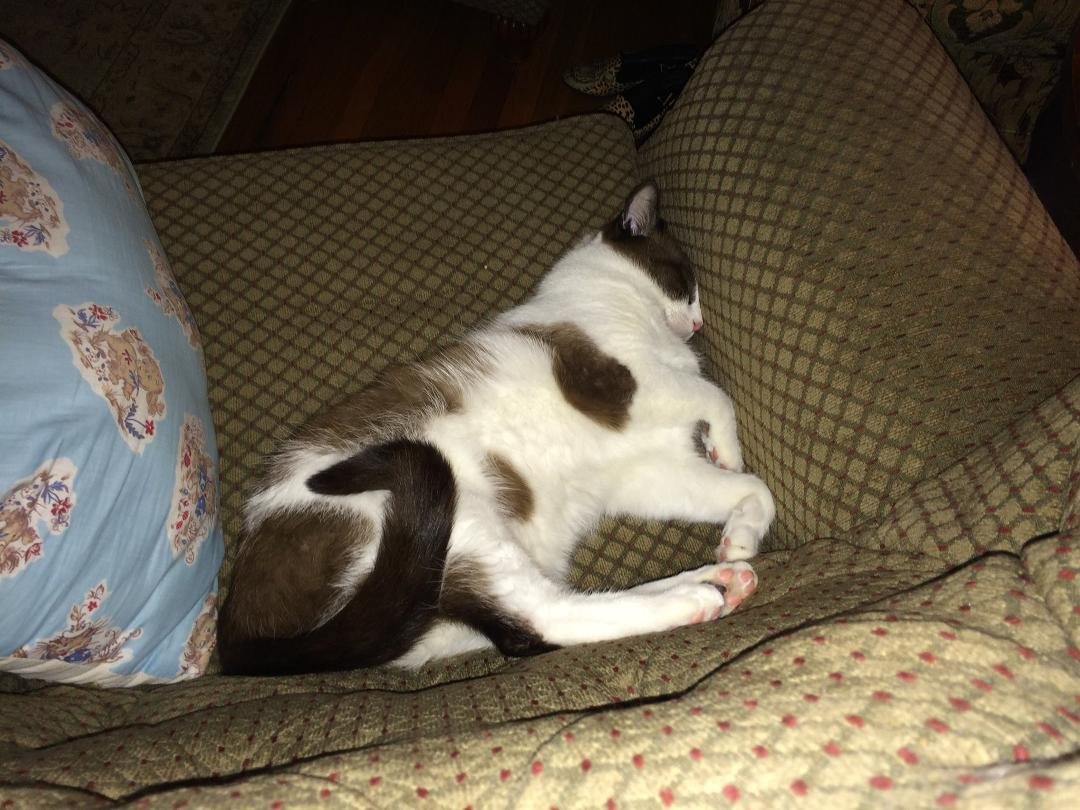 Snuggin in his chair.
