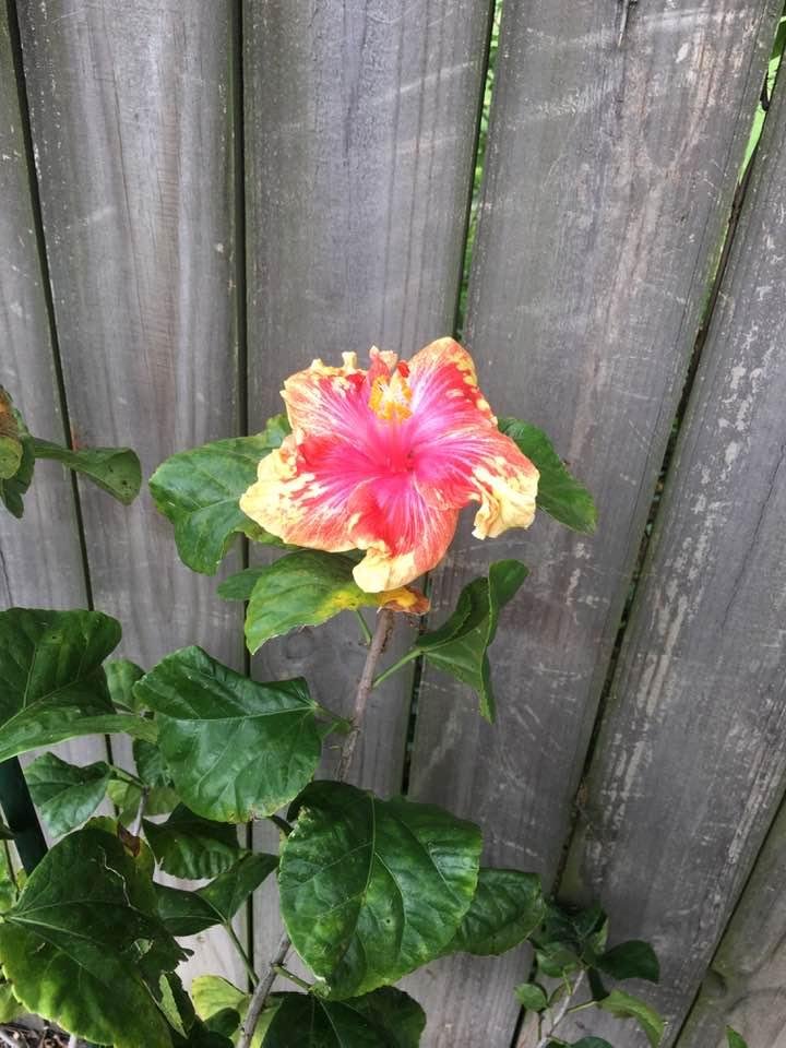 Another hibiscus in bloom! 💕💕