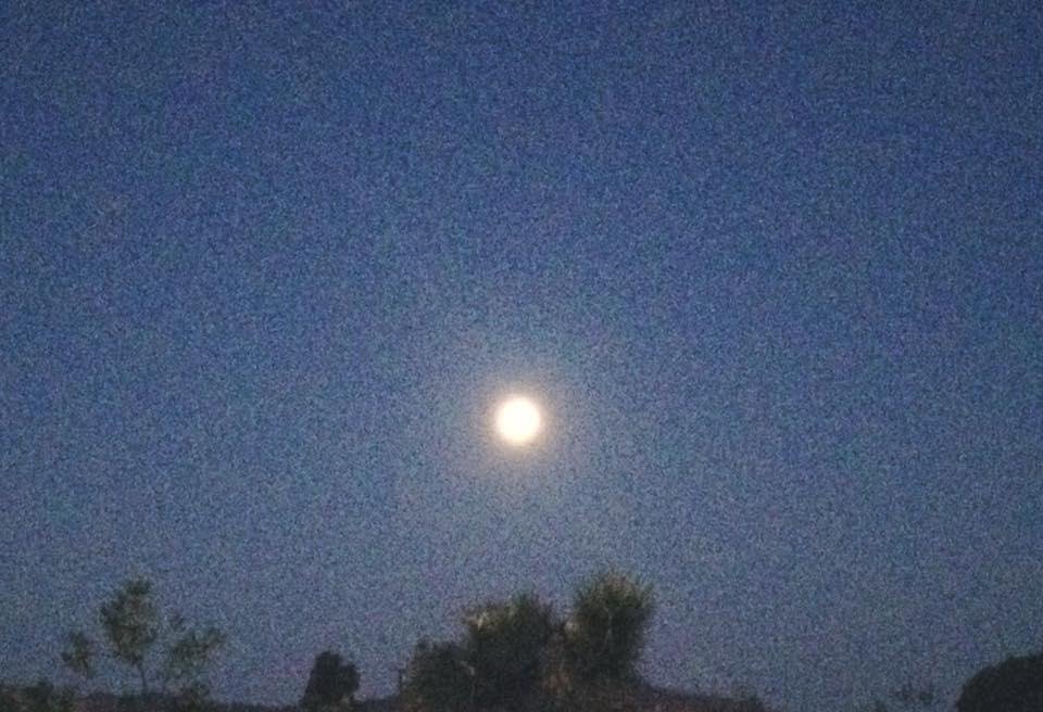 Moon above the Joshua Tree.  (The upside of waking at 3:30.)