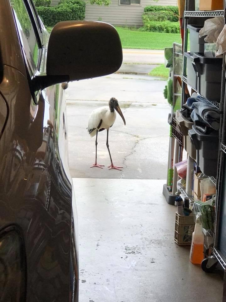 Hey Marika, I have a buddy too! He’ll come right up to inside door and tap on it if I leave garage door open.