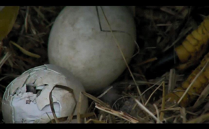 See live video at: http://dceaglecam.eagles.org/