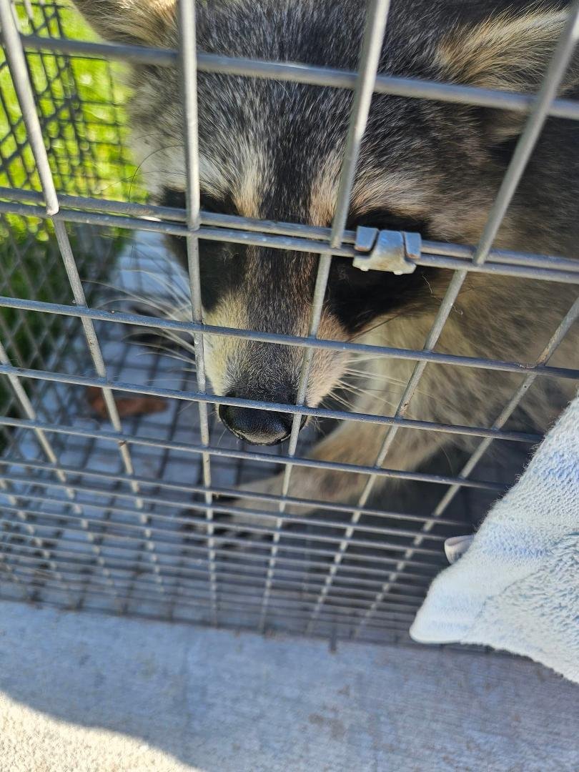 Our neighbor,  Terry Peterson , caught Rocky Raccoon under his pine tree last night.  Now our dogs will have to find something else to bark at. Thanks Terry.