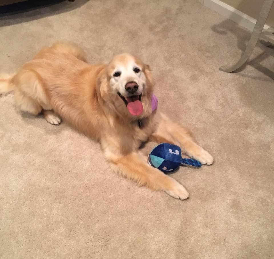 Penny getting ready for Hanukkah