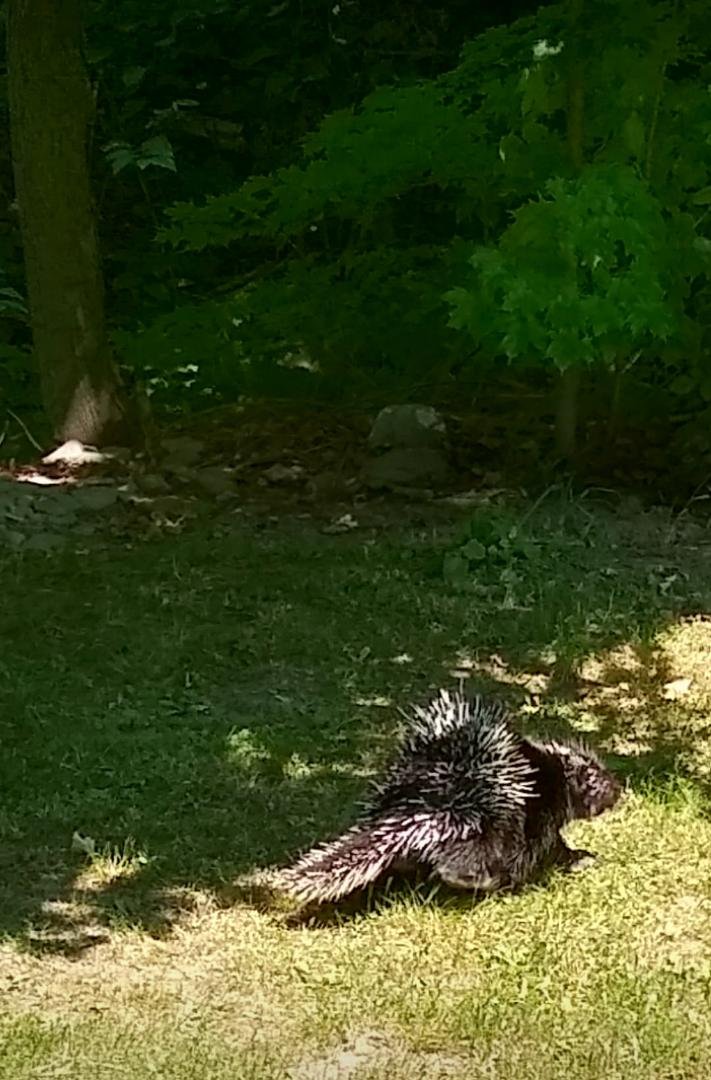 I had an interesting visitor this morning. I was sitting in the backyard working on a project when this fellow non-chalantly lumbered passed me, 8 feet away, as if I wasn't even there. After the initial shock, I grabbed my