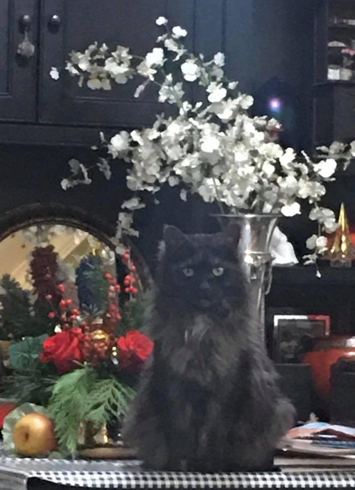Merry Christmas from Poppi!