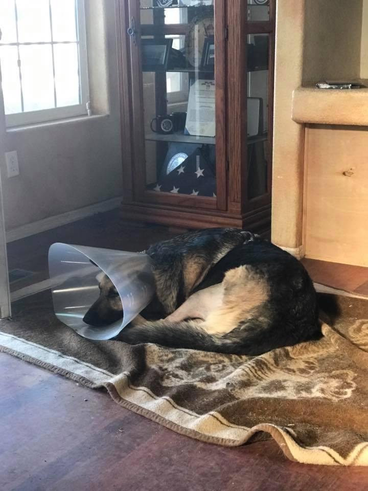 My doggie home from his operation