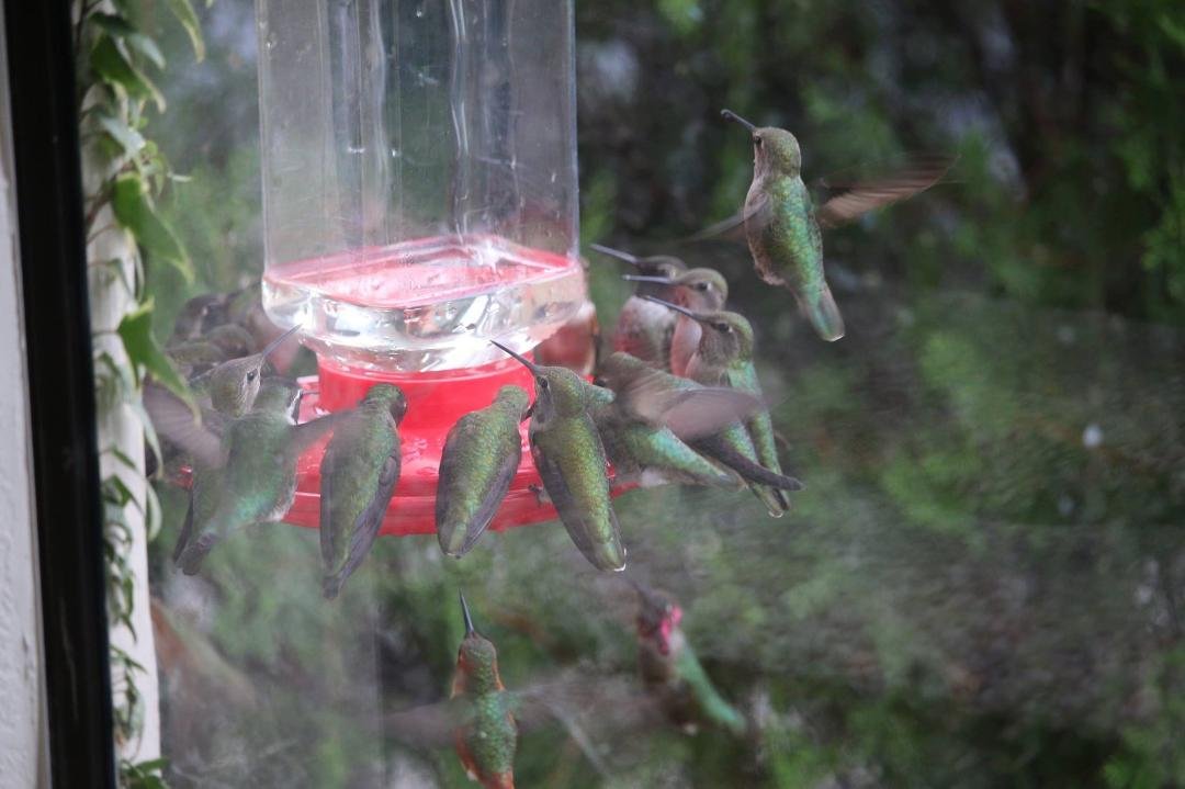 Breakfast at my house. They go through 3 to 4 quarts of sugar water a day. I usually have 4 feeders out.