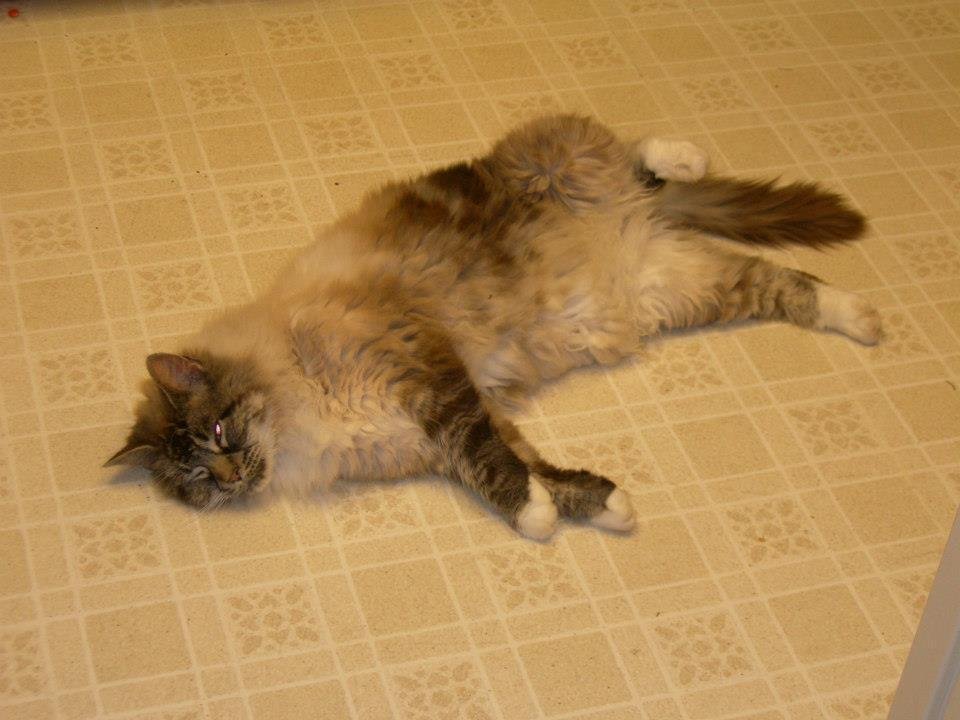 What's with the flash? Can't you see I am trying to sleep?