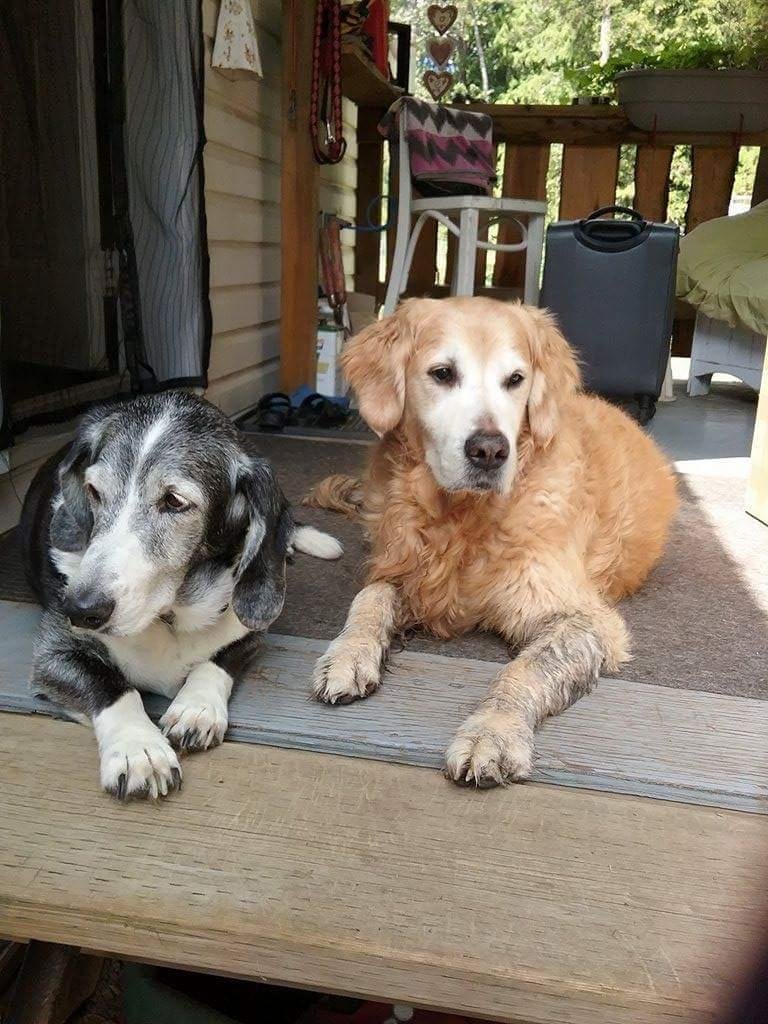 Old buddies watching the world go by
