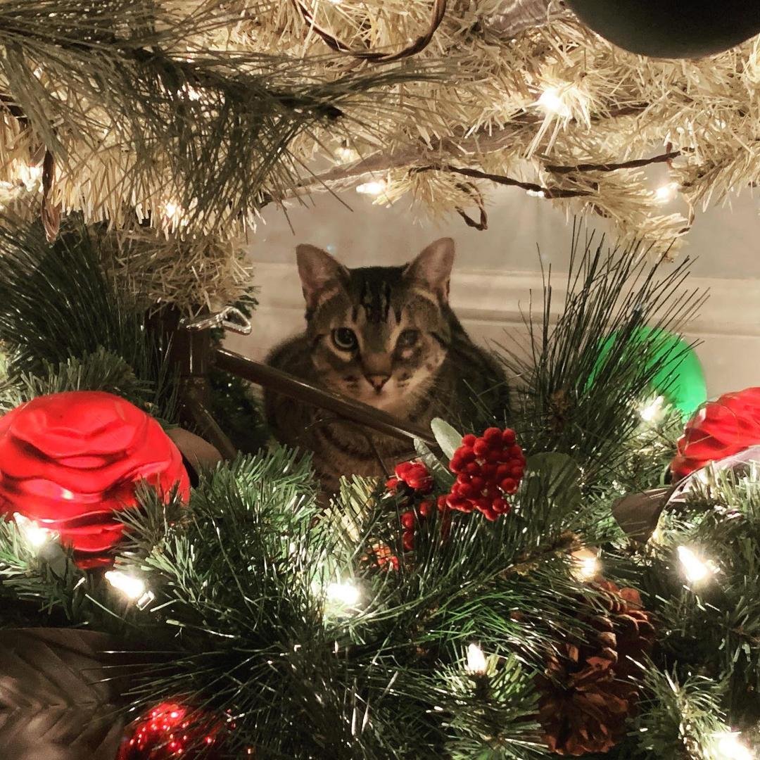I feel safe under the #christmas #tree #christmastree #cat #europeanshorthair