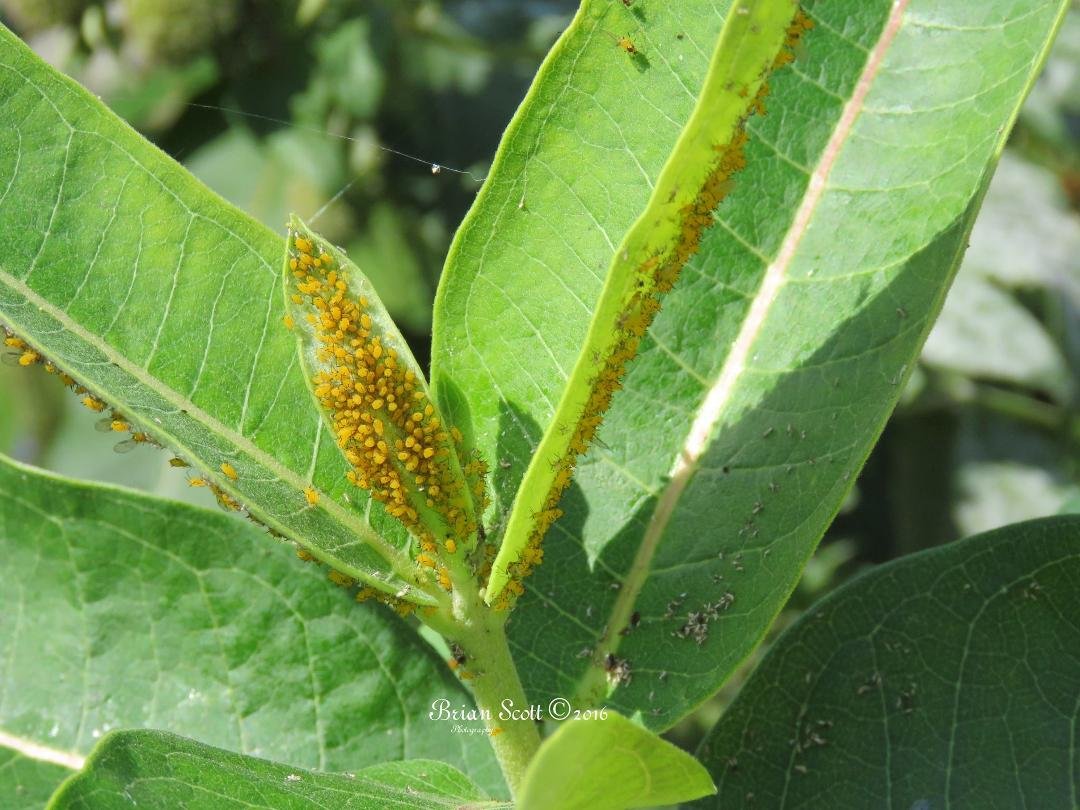 Lady bugs eggs