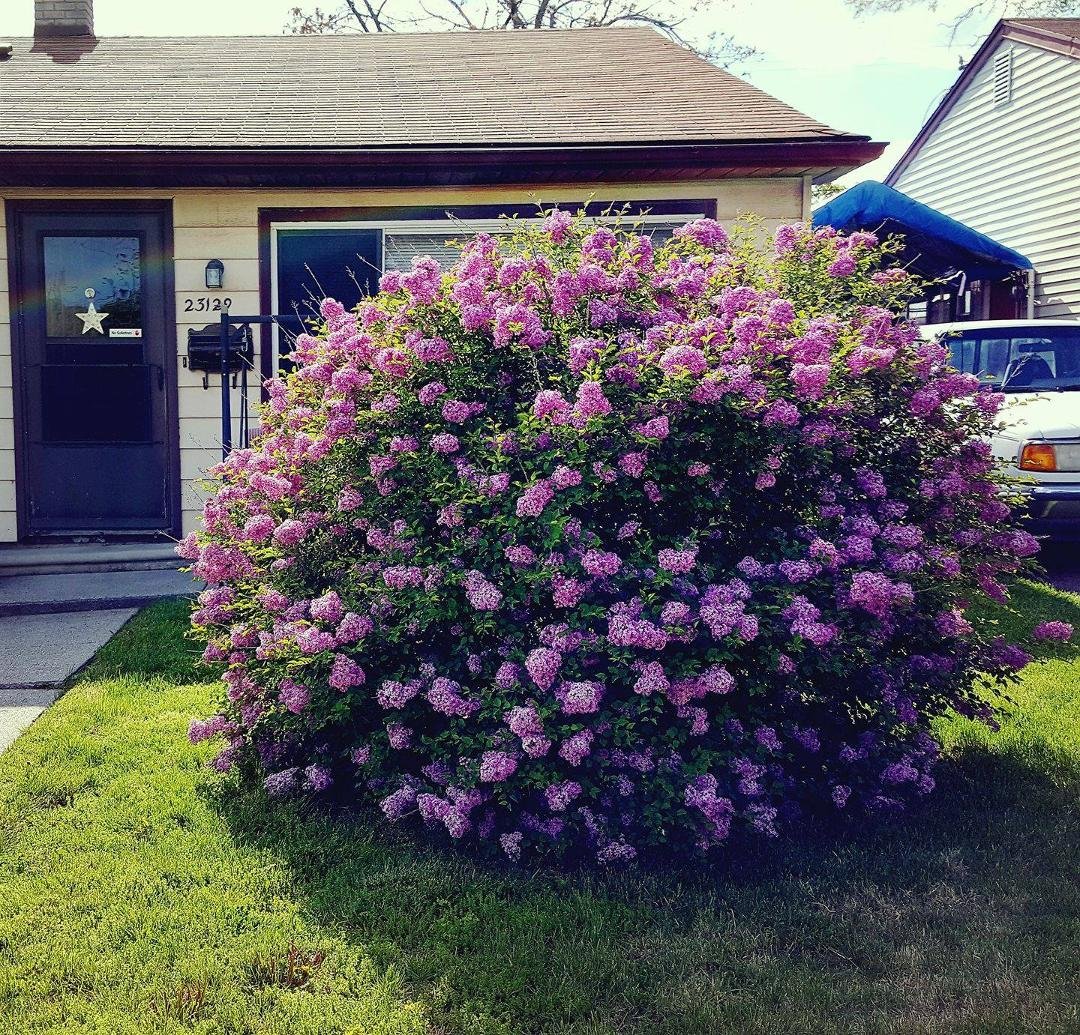 This is my beautiful Bloomarang Lilac in my front yard. It will bloom again this year. ☺