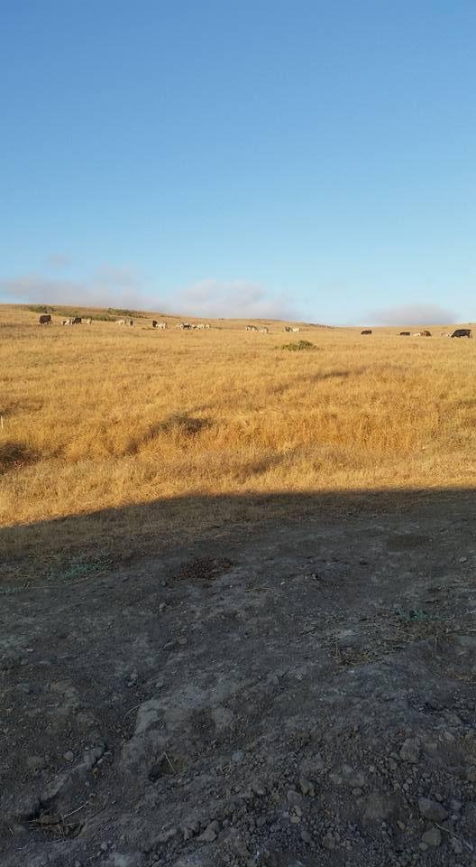 ZEBRAS IN SAN SIMEON