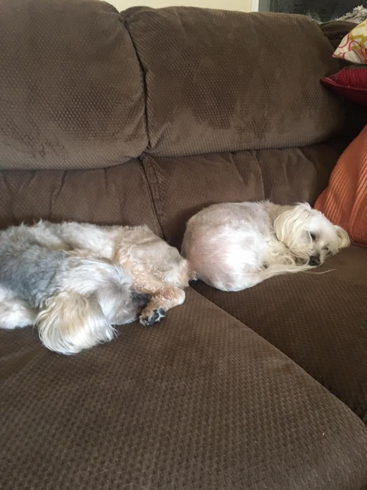 Sweet boys snuggled up for a cold morning nap!!  Love these boys so much!🐶🐶