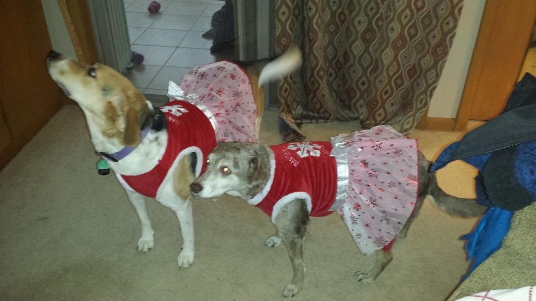 The girls at Christmas.